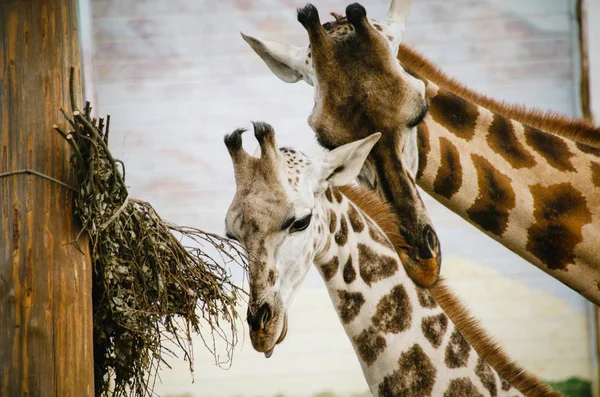 Beautiful Giraffe Mother Caresses Her Baby Giraffa Camelopardalis Royalty Free Stock Photos