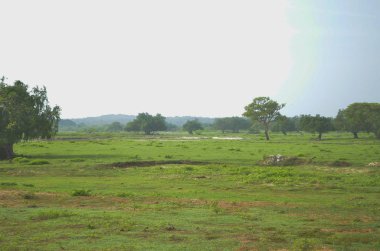 Yala Ulusal Parkı 'nda güneşli savananın güzel manzarası