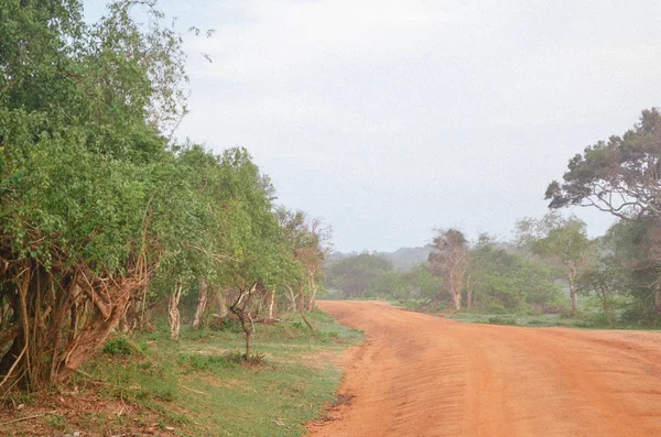 Route Safari Pittoresque Travers Jungle Dans Parc National Yala Sri — Photo