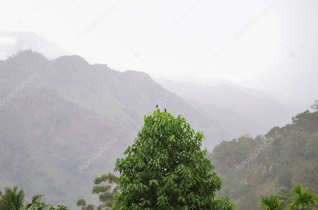 Fresh jungle forest in high Sri Lanka mountains. Bright tropical tree with small birds on Ella Rock background in Ella