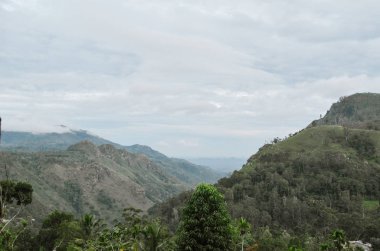 Resimli orman manzarası. Ella, Sri Lanka 'daki sisli dağ arka planında renkli ağaçlar