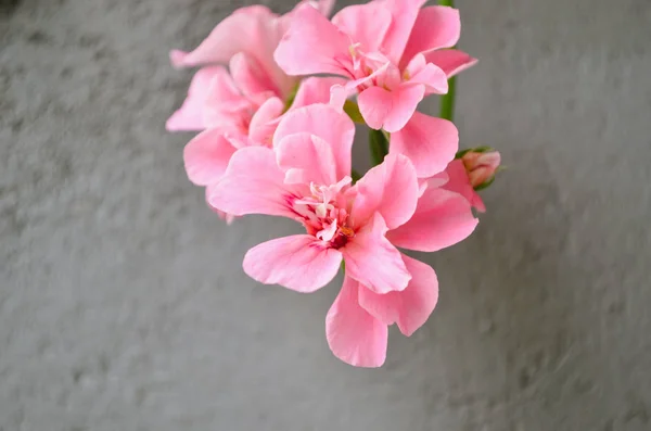 Jasně Růžové Tropické Květiny Izolované Šedé Zdi Pozadí — Stock fotografie