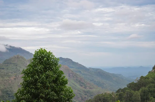 スリランカの高い山の中で新鮮なジャングルの森 エラの明るい熱帯の木岩の背景 — ストック写真