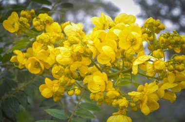 Sri Lanka dağlarındaki çiçek açan ağaçta güzel sarı çiçekler