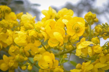 Yağmurdan sonra sarı tropikal çiçeklerin hassasiyeti. Çiy damlaları ile mis kokulu dal