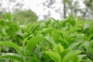 Sri Lanka dağlık arazisinde taze kokulu çay yaprakları