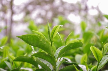 Yağmurdan sonra taze yeşil çay yaprakları. Sri Lanka 'nın en iyi dağlık arazisi.