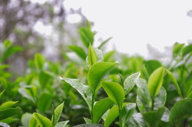 Elit çaydan parlak yeşil yapraklar ve güneşe düşen su damlaları. Tropikal yağmurdan sonra Sri Lanka 'daki taze çay tarlaları