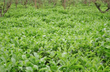 Sri Lanka dağlarında taze çay yaprakları denizi. Yeşil çaydanlık tarlası