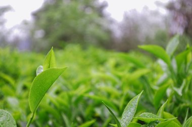 Yağmurdan sonra Sri Lanka plantasyonlarında açık yeşil çay dalı