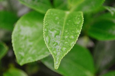 Sri Lanka dağlık arazisine yağmur damlaları damlayan taze taze çay yaprağı