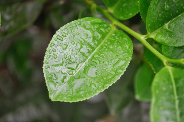 斯里兰卡高地的新鲜绿茶叶和露珠 — 图库照片