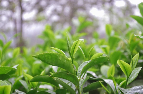 Bright green tea harvest for best tea of Ceylon