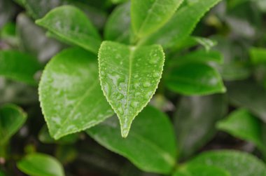 Taze Sri Lanka dağlarında yağmur damlaları olan parlak yeşil çay yaprağı.