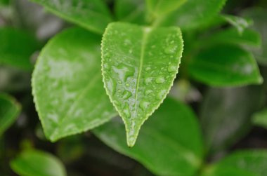 Sri Lanka dağlarında çiğ damlaları olan taze yeşil çay yaprağı.