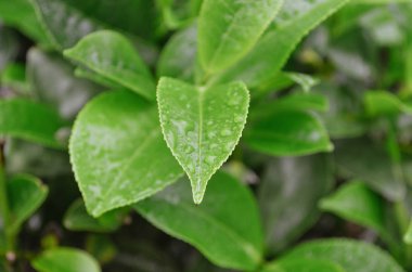 Taze yeşil çay yaprakları ve bir damla su. Sri Lanka 'da yağmurdan sonra parlak dağlık tarlalar