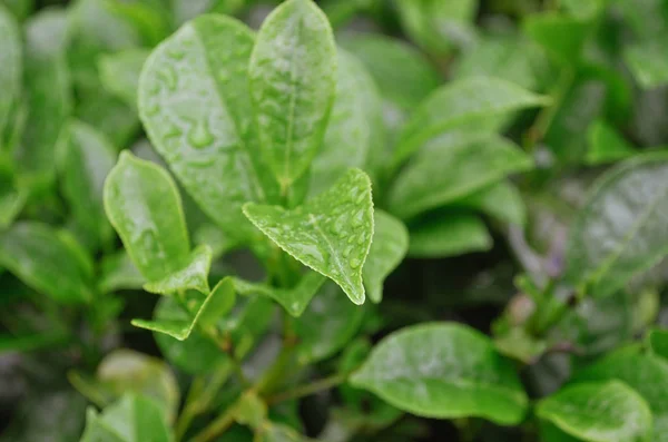 Bright Green Tea Bushes Sri Lanka Fresh Leaves Rain Drops — 图库照片