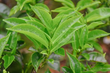Parlak yeşil yapraklar ve yağmur damlaları. Yağmurlu bir sabahta taze çay çalıları