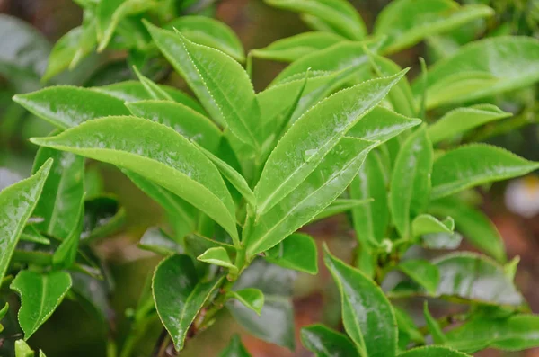 Parlak yeşil yapraklar ve yağmur damlaları. Yağmurlu bir sabahta taze çay çalıları