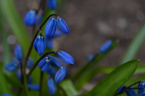 Hermosos Brotes Pequeños Flores Scilla Azul Brillante Jardín Primavera Fresca — Foto de Stock