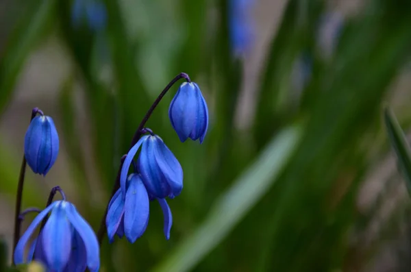 Flores Scilla Azul Brillante Cierran Sobre Fondo Hierba Verde Hermosa — Foto de Stock