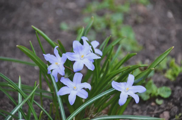 Hermosas Flores Scilla Floreciendo Jardín Matutino Primas Azul Claro Principios — Foto de Stock