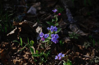 Taze bahar ormanlarında oldukça küçük mavi pulmonarya çiçekleri. Güneşli çayırlarda güzel kır çiçekleri