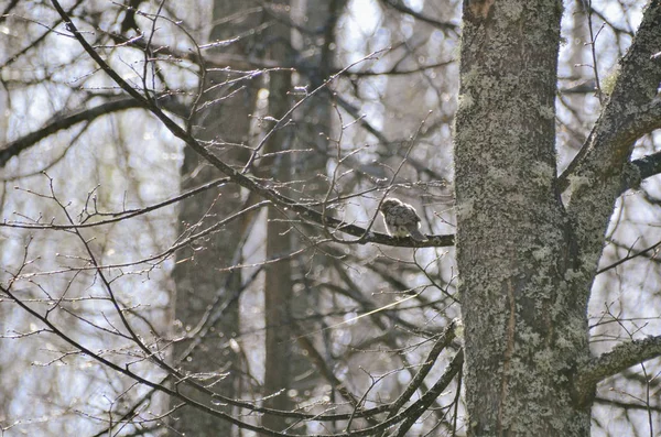 Słodka Futrzasta Laska Drzewie Wiosennym Słonecznym Lesie Dzika Natura Porannym — Zdjęcie stockowe