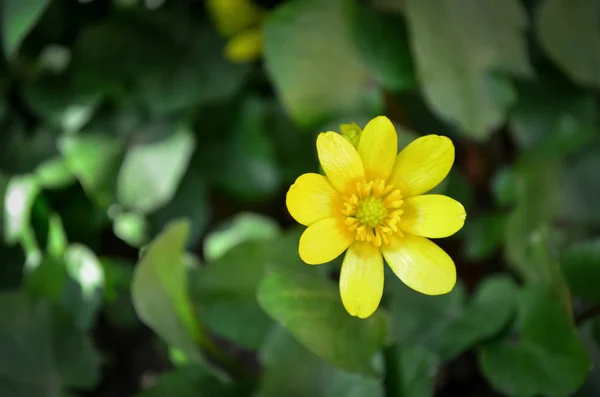 Világos Sárga Ficaria Virágok Zöld Háttérrel Gyönyörű Kisebb Celandine Napos — Stock Fotó