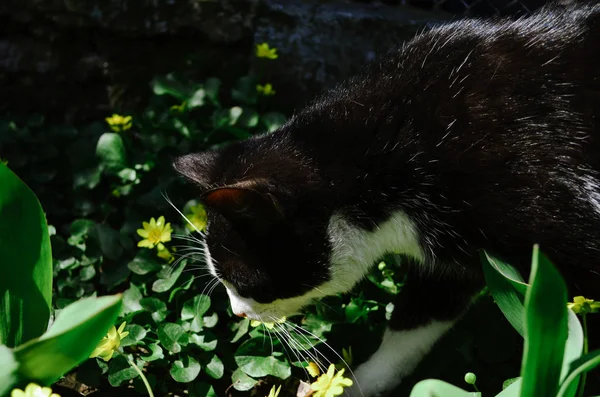 Cute young cat smelling ficaria flowers on bright flower bed in sunny spring garden. Black march tomcat