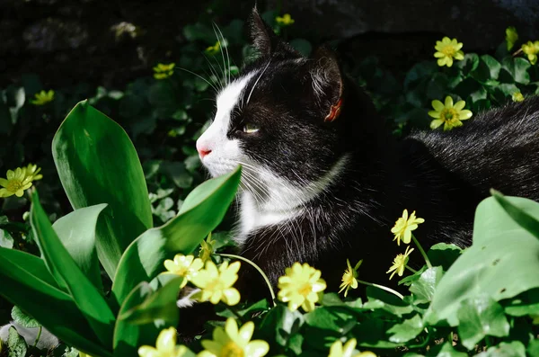 Jonge Zwart Wit Gekleurde Kat Ligt Tussen Fel Gele Ficaria — Stockfoto