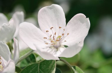 Çiçek açan ayva ağacındaki narin, gür, beyaz çiçek güneşli bahar bahçesinde kapanıyor.