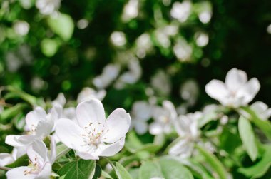 Çiçek açan ayva dallarında zarif kokulu beyaz çiçekler güneşli bahar bahçesinde koyu yeşil arka planda