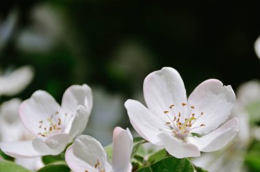 Çiçek açan ayva dallarında zarif kokulu beyaz çiçekler güneşli bahar bahçesinde koyu yeşil arka planda