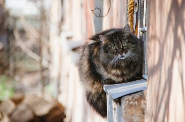 Baharda güneşli pencere pervazında dinlenen güzel bir kedi.
