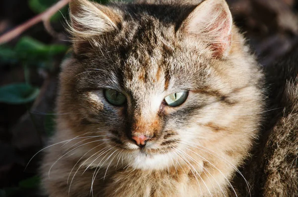 Красива Макро Фотографія Сірого Таббі Кішки Зеленими Очима Сонці — стокове фото