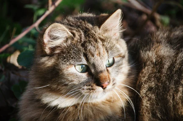 Retrato Bonito Gato Peludo Bonito Com Olhos Verdes Perto Jardim — Fotografia de Stock