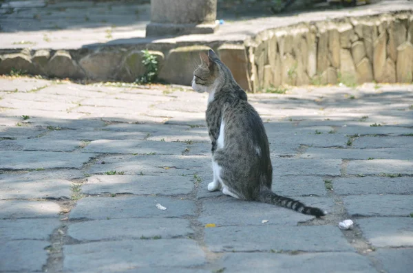 Güneşli Bahar Gününde Sokakta Sıska Bir Erkek Kedi — Stok fotoğraf