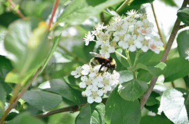Parlak bahar çiçek açan bahçe. Şirin yaban arısı yeşil arka planda güzel kokulu çiçeklerin üzerinde oturuyor.