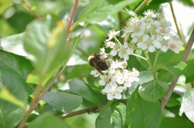 Çiçek açan bahar bahçesindeki küçük beyaz çiçeklerdeki sevimli yaban arısının parlak makro fotoğrafı.