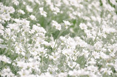 Bahar sabahı güneşli çayırlarda bir sürü parlak beyaz çiçek.