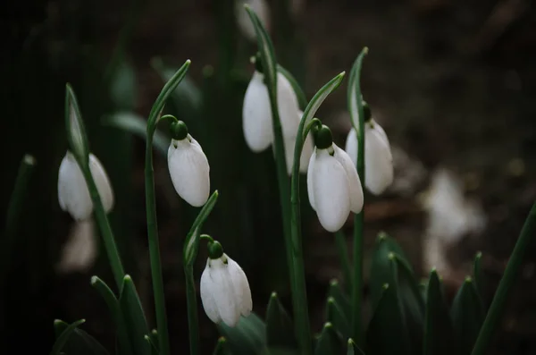 Tierna Nieve Blanca Flores Primavera Sobre Fondo Verde Oscuro Los — Foto de Stock