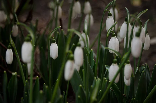 Belas Flores Neve Floresta Selvagem Fundo Verde Escuro Prímulas Brancas — Fotografia de Stock