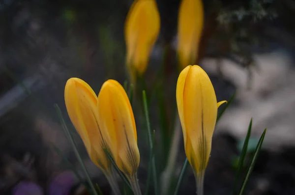 Macro Crocus Jaunes Tendres Sur Fond Sombre Sur Prairie Printanière — Photo