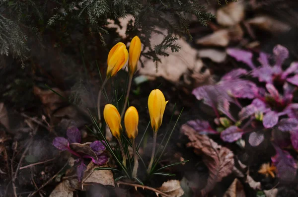 Hermosas Flores Primavera Sobre Fondo Oscuro Jardín Mañana — Foto de Stock