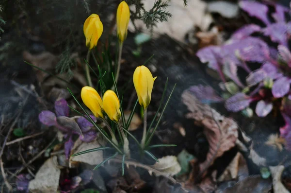 Flores Cocodrilo Amarillo Brillante Soleado Jardín Primavera Hermosas Prímulas Lecho — Foto de Stock