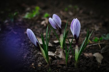 Parlak menekşe tomurcuğu çiçek açmış. Koyu arkaplanda yumuşak bahar çiçekleri