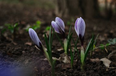 Sabah bahçesinde koyu arka planda güzel bahar çiçekleri. Parlak mor timsahlar 