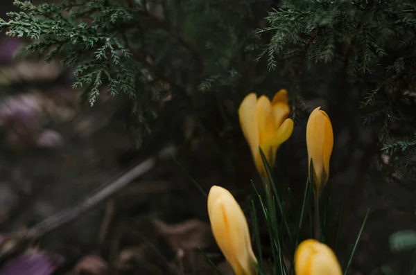 Cruces Color Amarillo Brillante Que Crecen Suelo Principios Primavera Primeras — Foto de Stock