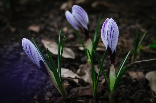 Beautiful Spring Flowers Dark Background Morning Garden Bright Purple Crocuses — Stock Photo, Image